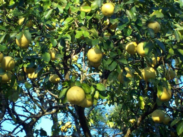 POMELOS A MOGOLLON.jpg